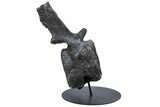 Sauropod Dinosaur (Camarasaurus) Caudal Vertebra - Colorado #222505-4